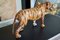 Vintage Hand Painted Leather Wrapped Paper Machete Tiger Sculpture, 1960s 7