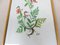 Flowers Watercolor by W. Kratz, 1950s, Set of 4 13