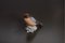 Antiker Vogel aus Porzellan von Bing & Grondahl 1