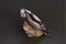 Nr. 1717 Woodpecker Figurine by Dahl Jensen for Bing & Grondahl, 1940s, Image 1