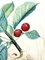 Salvador Dali - Cherries - Original Hand-Signed Lithograph 1969, Image 10