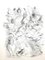 Acquaforte originale Raoul Dufy - Polli 1940, Immagine 1