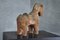 Small Italian Terracotta Horse by Aldo Londi for Bitossi, 1970s 4