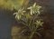 19th Century Miniature Oil on Board Painting of Edelweiss 4