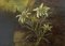 Pintura al óleo miniatura de Edelweiss, siglo XIX, Imagen 4