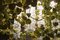 Flower Power Deckenlampe mit Murano Glas und Physalis Blumen von Vgnewtrend 4
