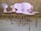 Chaises Ant Rose par Arne Jacobsen pour Fritz Hansen, 1970s, Set de 6 5