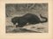 Black Panther - Original Etching and Aquatint by Evert van Muyden - 1901 1