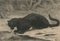 Black Panther - Gravure à l'Eau-Forte Original par Evert van Muyden - 1901 3