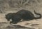 Black Panther - Original Radierung und Aquatinta von Evert van Muyden - 1901 4