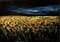Sunflower Field - Original Oil on Canvas by Claudio Palmieri - 1985 1985 1