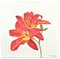 Huile sur Toile Hemerocallis par Marzia Trinca - 2019 2019 1