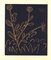 Plante aux Toritos - Linocut Reproduction After Pablo Picasso - 1962 1962, Immagine 3