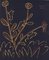 Plante aux Toritos - Reproduktion eines Linolschnitts nach Pablo Picasso - 1962 1962 1