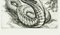 Serpent - Original Etching by M. Chirnoaga - Late 20th Century Late 20th Century 2