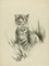 Testa di leone e tigre - Disegno originale a matita di Willy Lorenz - anni '50, Immagine 2