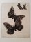 Vier Schmetterlinge - Original Etching by Richard Muller - 1899 1899 1