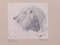 Testa di leone - Disegno originale a matita di Etha Richter - anni '30s, Immagine 4