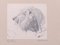 Testa di leone - Disegno originale a matita di Etha Richter - anni '30s, Immagine 3