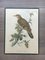 Birds Engraving, 1950s, Set of 5 8