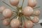 Vintage Half Sputnik Chandelier in Light Pink-Beige Murano Glass and Brass 9