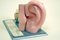 Anatomisches Vintage Ohrenmodell aus Kunststoff & Holz von Somso, 1960er 7