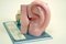 Vintage Anatomical Ear Model in Plastic and Wood from Somso, 1960s, Image 7