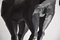 Scultura a forma di cavallo in ferro di Lida Boonstra, 1998, Immagine 2
