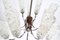 Lámpara de araña Mid-Century de teca, años 60, Imagen 13