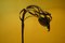 Bentwood Tall Arc Lamp in Black Finish by Raka Studio 2