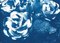 Blauer Blumenstrauß, 2020, Cyanotype 6