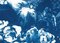 Blauer Blumenstrauß, 2020, Cyanotype 5