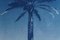 Nile River Palm, Cyanotype on Watercolor Paper, 2019 6