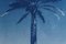 Nile River Palm, Cyanotype on Watercolor Paper, 2019, Image 6