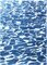 Fresh California Pool Patterns, Handprinted Cyanotype, 2019, Image 7