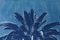 Marrakesch Majorelle Palm, Cyanotypie auf Aquarellpapier, 2019 7