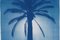 Duo de palmiers égyptiens, cyanotype sur papier, 2019 8