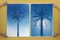 Duo of Egyptian Palms, Cyanotype on Paper, 2019 6