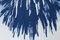 Desert Palm Trio, Cyanotype on Watercolor Paper, 2019 10