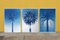 Desert Palm Trio, Cyanotype on Watercolor Paper, 2019 3