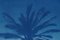 Desert Palm Trio, Cyanotype sur Papier Aquarelle, 2019 8