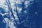 Cyanotype escandinavo de bosque encantado en papel de acuarela, 2019, Imagen 9