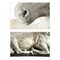 Scultura Cervo in cemento, Immagine 3