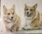 Welsh Corgi, 1994, Buntstift und Wachsmalstift 2