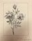 Phillip A Weinsperger, 1820-1898, St Orientale Wife Flowers, Pencil Drawings, Set of 3 8