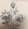 Phillip A Weinsperger, 1820-1898, St Orientale Wife Flowers, Pencil Drawings, Set of 3 9