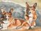 Pembroke, Welsh Corgi, acquerello, Immagine 3