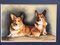 Lournau Pembroke, Welsh Corgi, 1994, Pastel 6