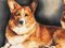 Lournau Pembroke, Welsh Corgi, 1994, Pastel 2