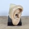 Modelo anatómico del oído, 1952, Imagen 7